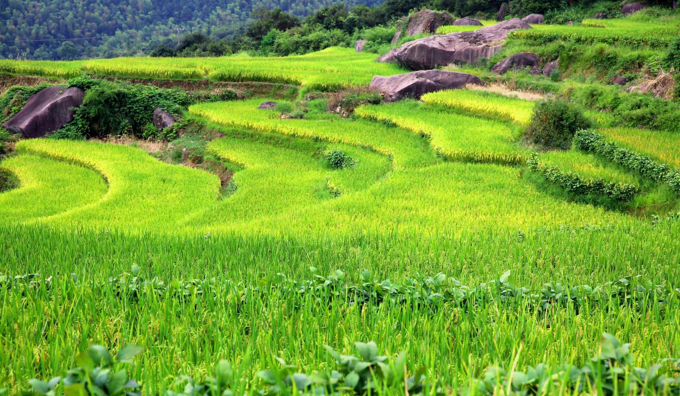 農(nóng)用植保無人機打藥行業(yè)前景如何