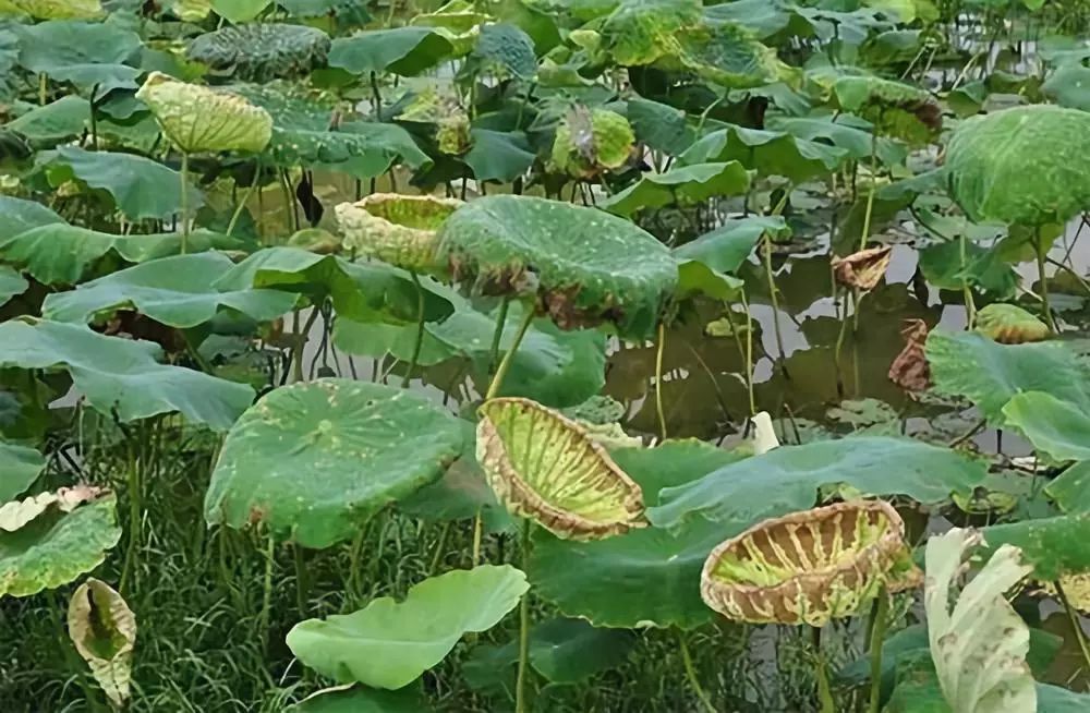 植保無人機藥液濃度高，霧滴具有一定飄移性