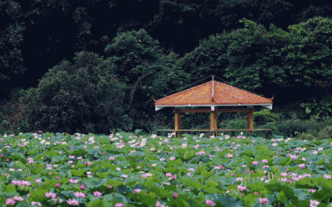 植保無人機(jī)守護(hù)荷花