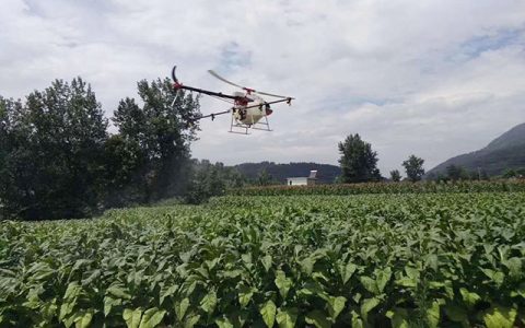 涪陵：植保無人機用于煙葉病蟲害防治