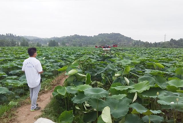 專業(yè)植保服務(wù)隊(duì)，為蓮藕進(jìn)行噴灑農(nóng)藥防治蚜蟲的場景