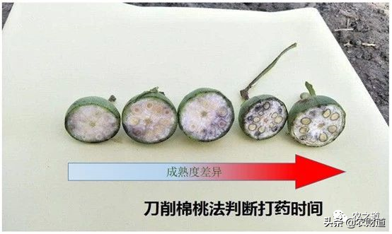 植保無人機(jī)棉花脫葉劑作業(yè)技術(shù)指南